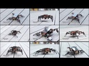 Kit de robot araña biónica cuadrúpeda ESP8266. ACEBOTT